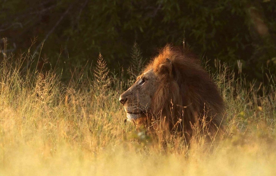 Cape: Safari & Whale Coast 2-Day Tour with Private Transfers