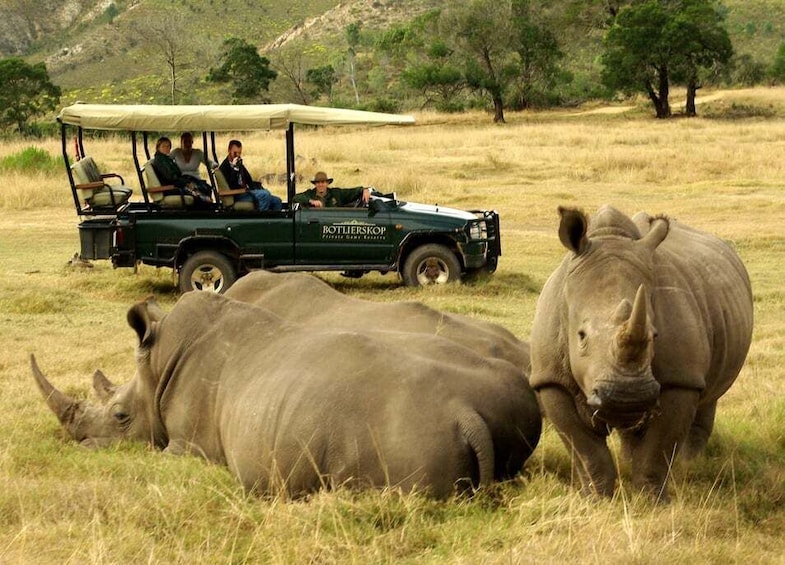 Picture 6 for Activity Cape: Safari & Whale Coast 2-Day Tour with Private Transfers