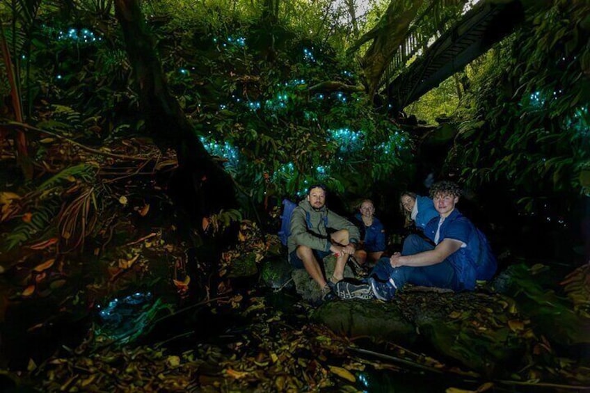 Auckland Glowworm Tours 