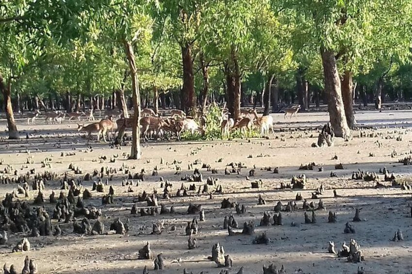 Explore Sundarban 