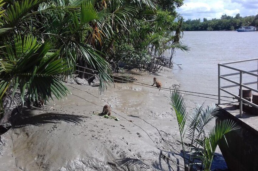 Explore Sundarban