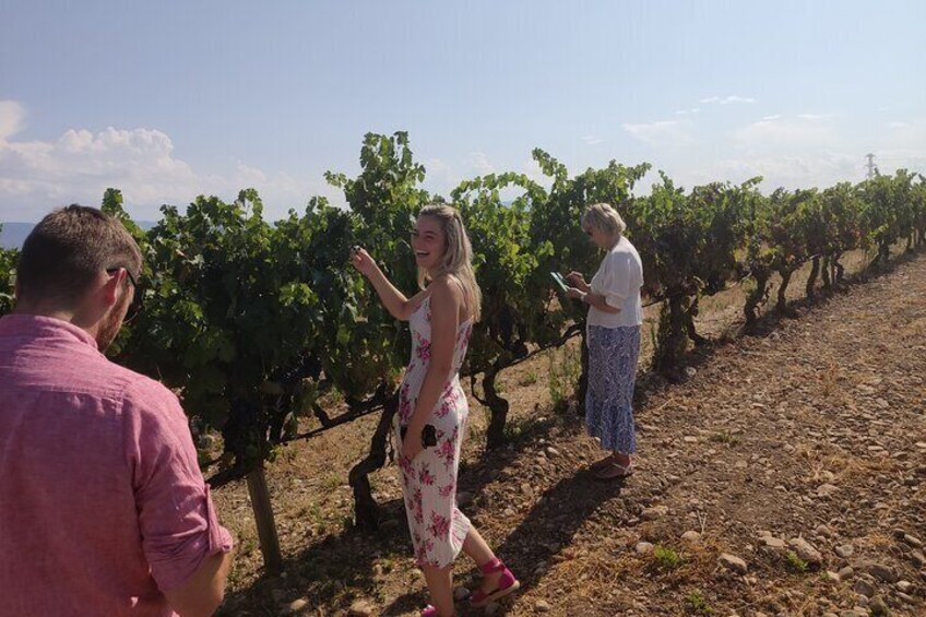 Full-Day Small-Group Rioja Wine Tour from San Sebastian