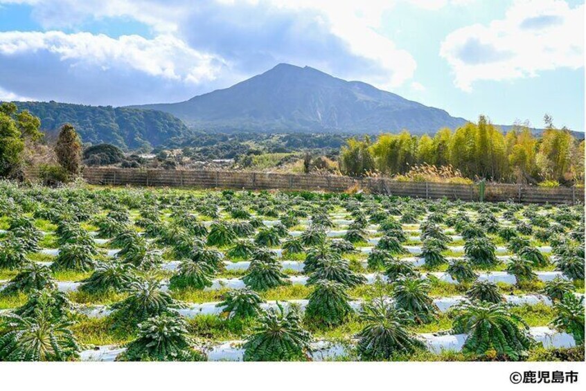 Sakurajima Radish Harvest Experience
