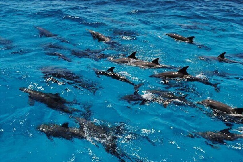 Marsa Alam Dolphin Watching with Snorkeling and Lunch