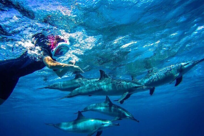 Marsa Alam Dolphin Watching with Snorkeling and Lunch