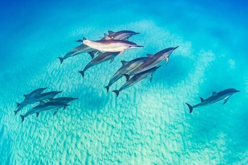Marsa Alam Dolphin Watching with Snorkeling and Lunch