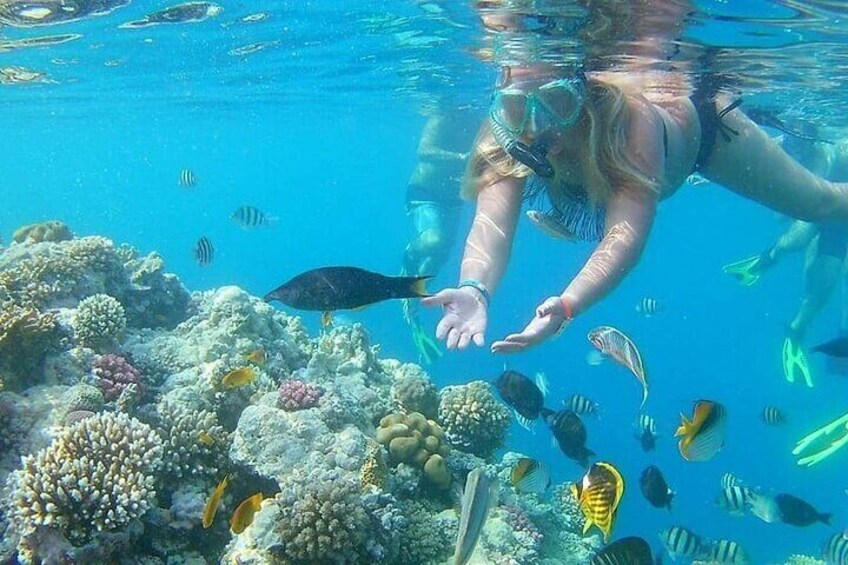 Marsa Alam Dolphin Watching with Snorkeling and Lunch