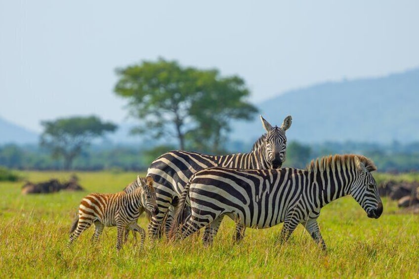 9 Days Private Mid-Range Safari Tour from Arusha