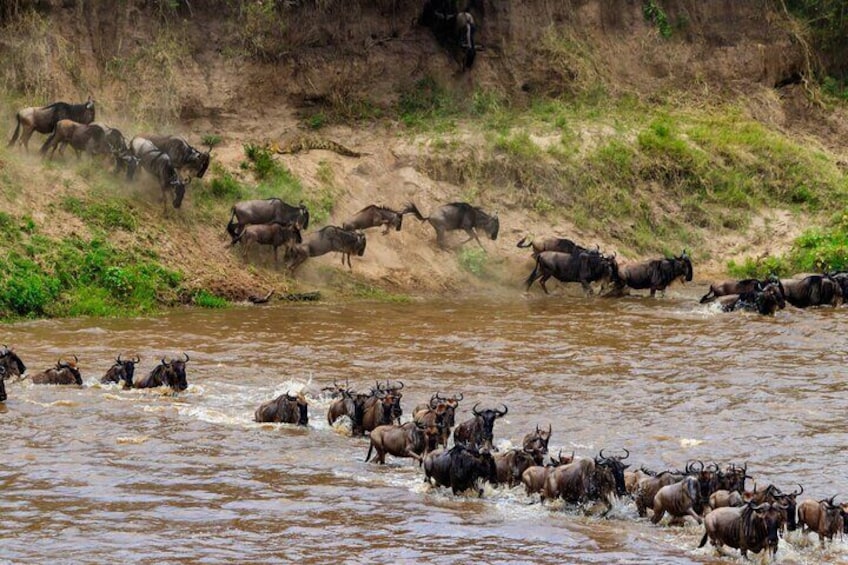 9 Days Private Mid-Range Safari Tour from Arusha