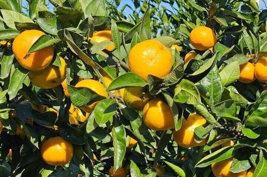 All-Inclusive Jeju East Tour with Lunch and Tangerine Picking