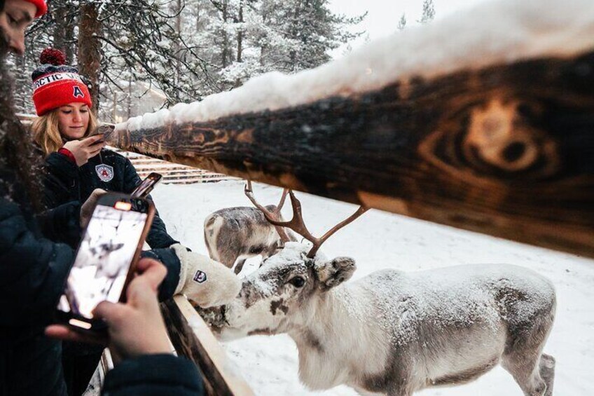 1 Day Pass Lapland Winter Park in Rovaniemi