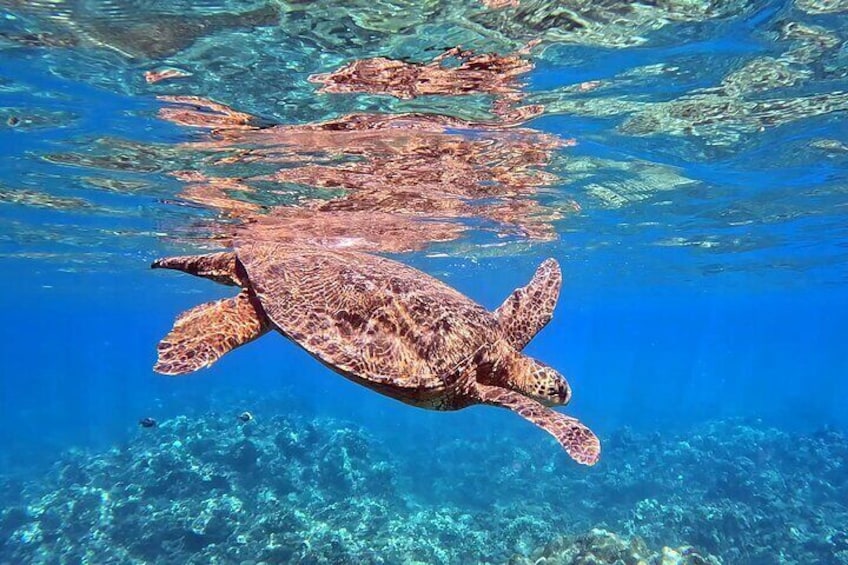 Guided Snorkeling Tour for Beginners Plus
