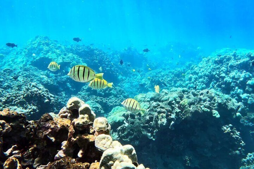 Guided Snorkeling Tour for Beginners Plus
