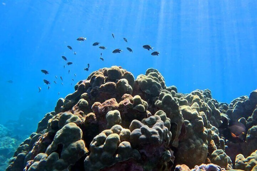 Guided Snorkeling Tour for Beginners Plus