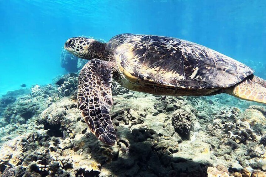 Guided Snorkeling Tour for Beginners Plus