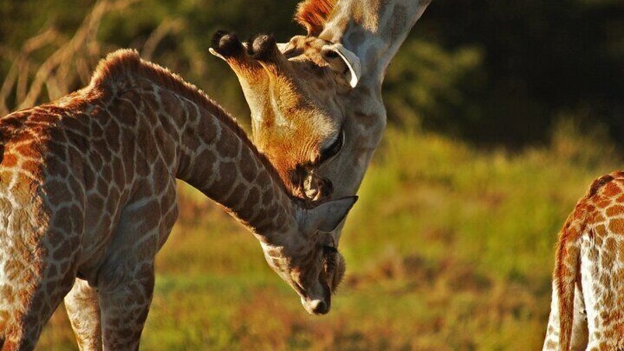 Full-Day Addo Park and Schotia Game Reserve