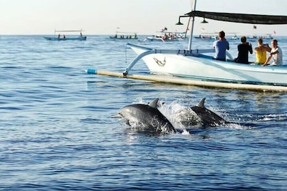 Northern Bali: Dolphin Watching and Snorkelling Experience