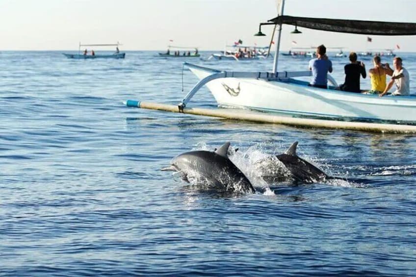 Northern Bali: Dolphin Watching and Snorkeling Experience