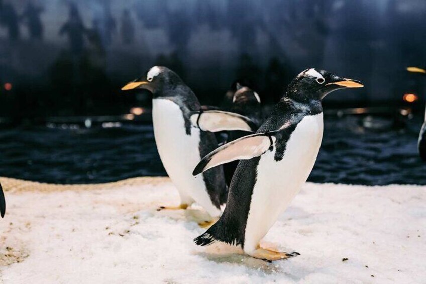 [7% Off] Kenting Aquarium Admission Ticket | Taiwan