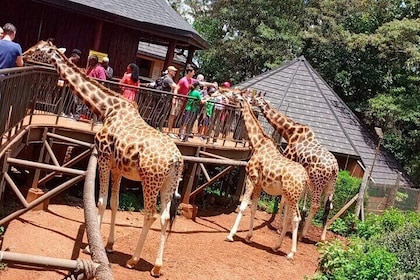 Giraffe Centre, Karen Blixen og Lunch Carnivore