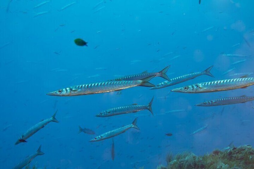 School of barracuda