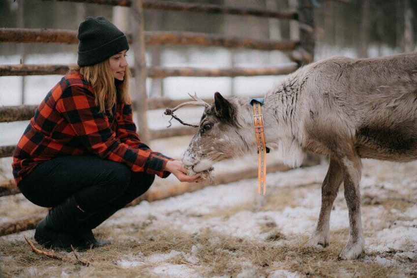 Reindeer Herding and a Snowmobile Slegh Ride 