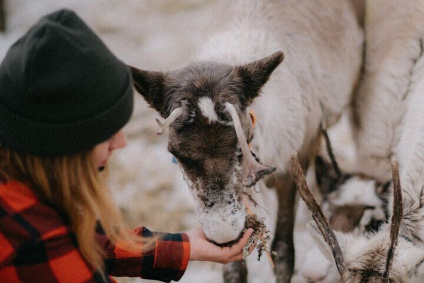 Reindeer Herding and a Snowmobile Slegh Ride 