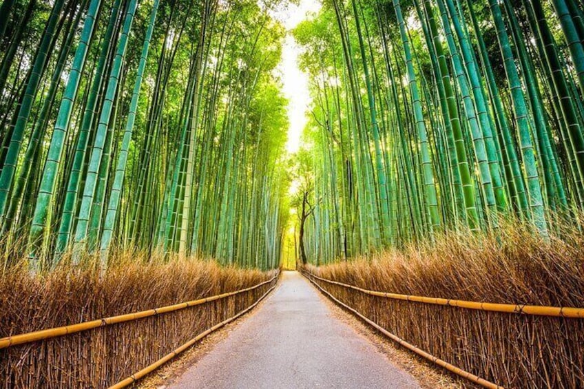 Sagano Bamboo Forest-2