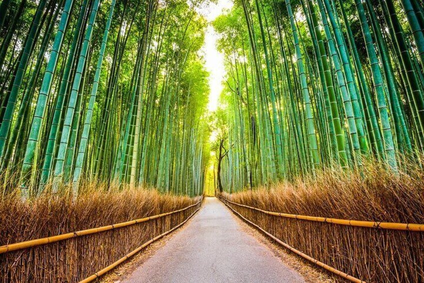Sagano Bamboo Forest-2