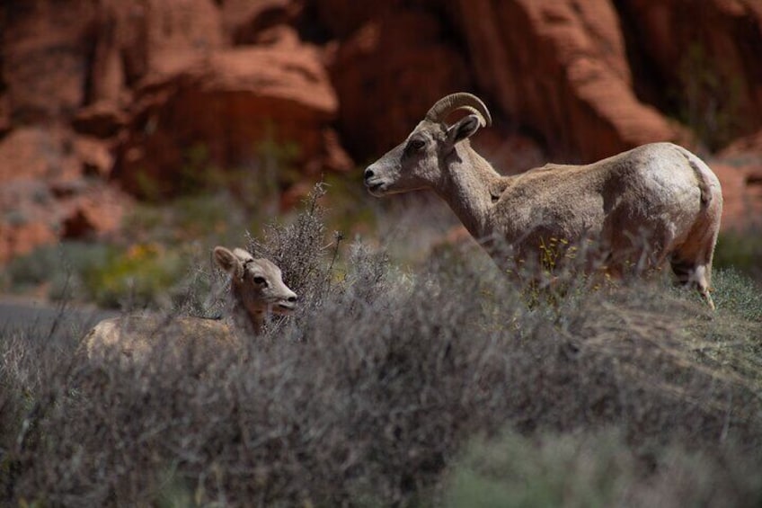 Valley of Fire Guided Hiking Tour from Las Vegas