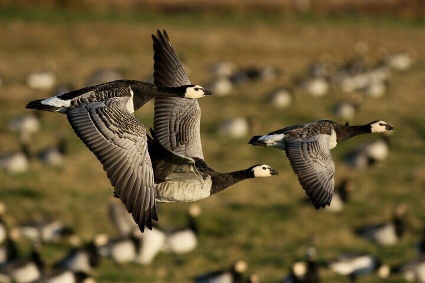 Bird Watching in the Stockholm Archipelago