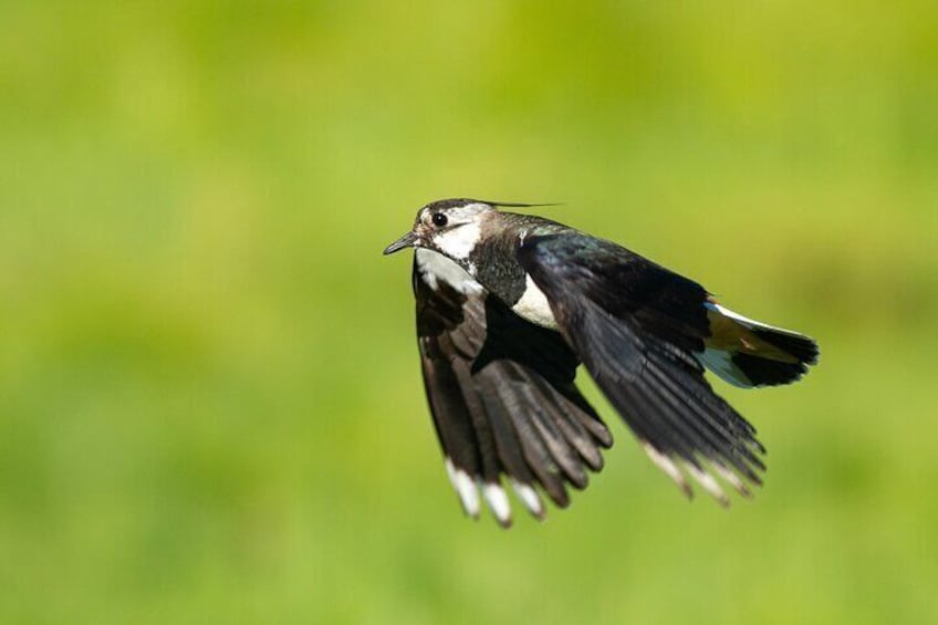 Bird Watching in the Stockholm Archipelago