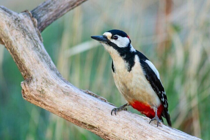 Bird Watching in the Stockholm Archipelago