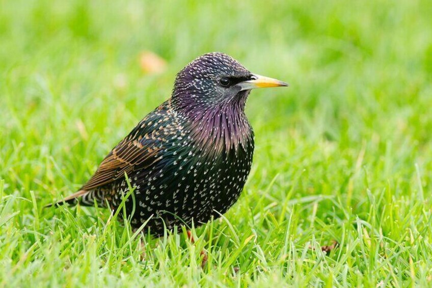 Bird Watching in the Stockholm Archipelago