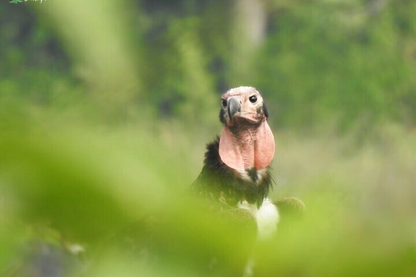 Birding in Gadhi-Sirachuli IBA 