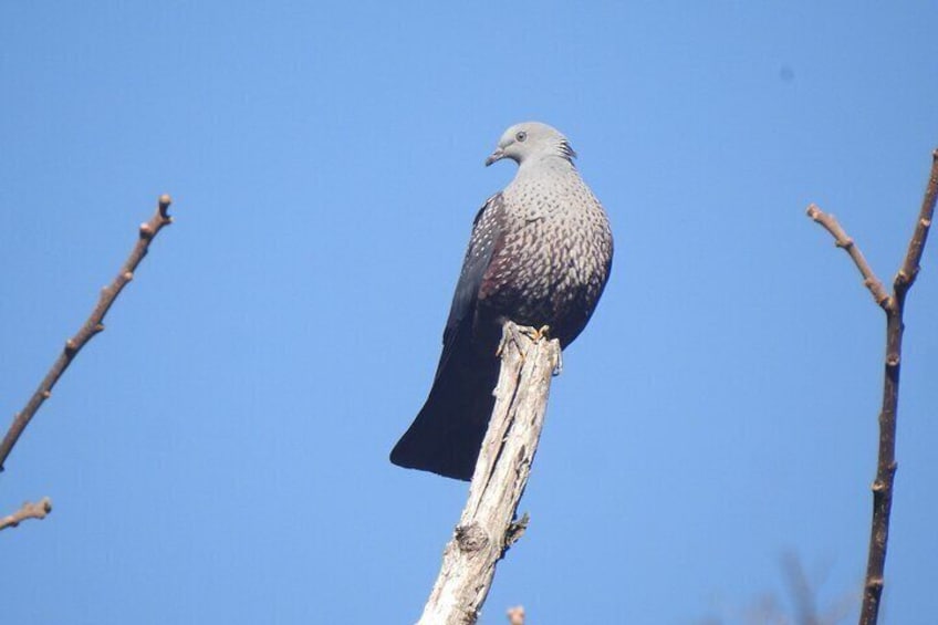 Birding in Gadhi-Sirachuli IBA 