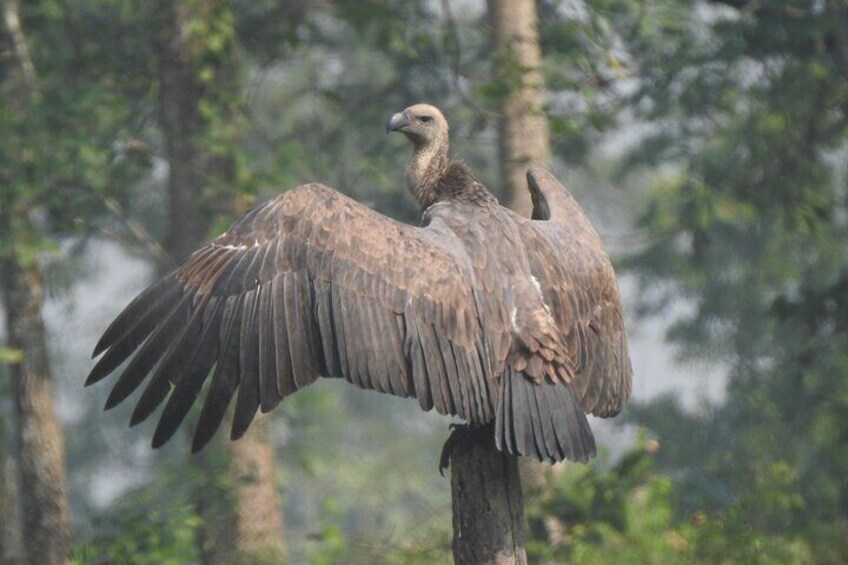 Birding in Gadhi-Sirachuli IBA 