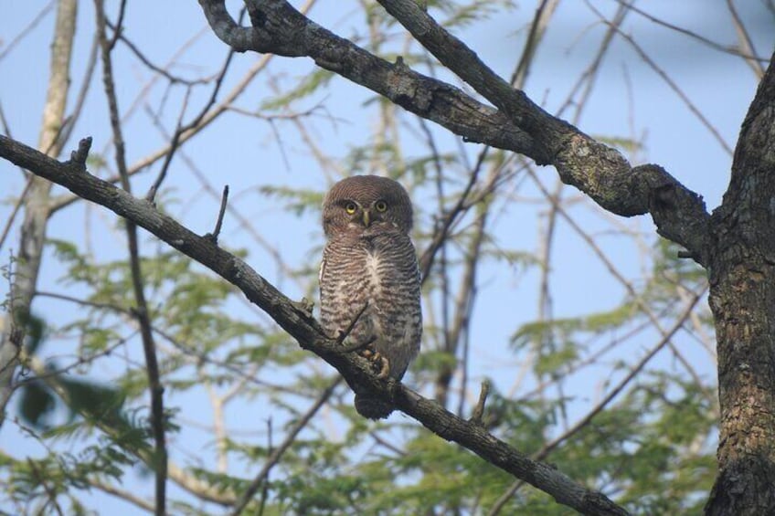 Birding in Gadhi-Sirachuli IBA 