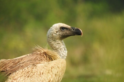 Birding in Gadhi-Sirachuli IBA