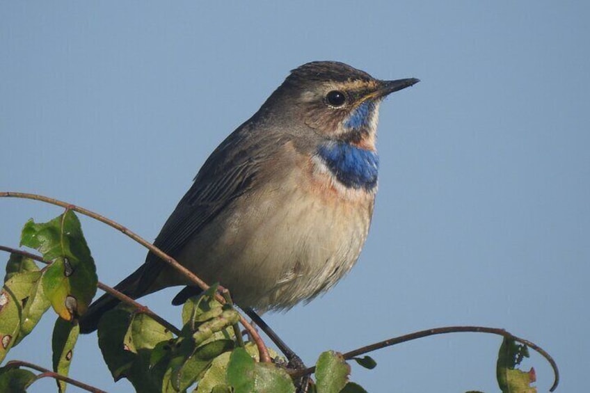 Birding in Gadhi-Sirachuli IBA 