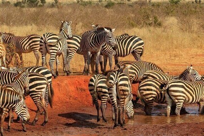 Privétour naar Tsavo East National Park