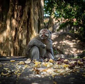 Ubud: Rice Terrace, Monkey Forest, Waterfall Private Tour