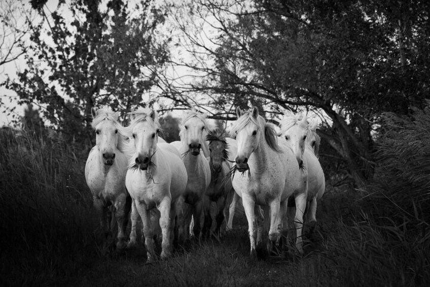 Photo Workshop of the Camargue Horses in the Marshes