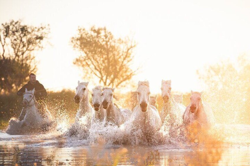 Photo Workshop of the Camargue Horses in the Marshes