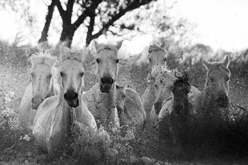 Photo Workshop of the Camargue Horses in the Marshes