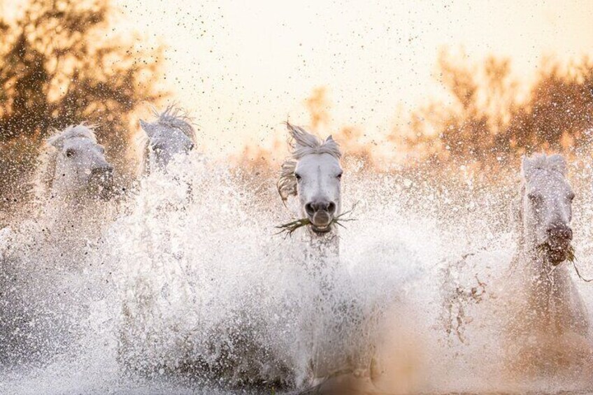Photo Workshop of the Camargue Horses in the Marshes