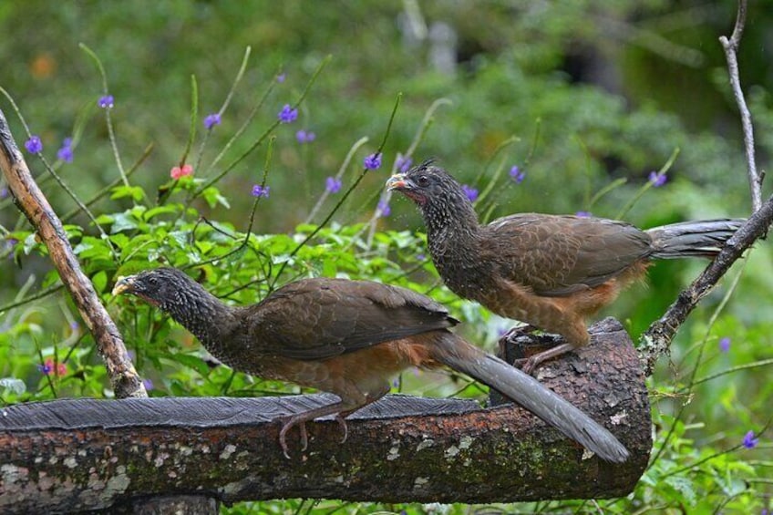 Private Birdwatching Tour from Pereira