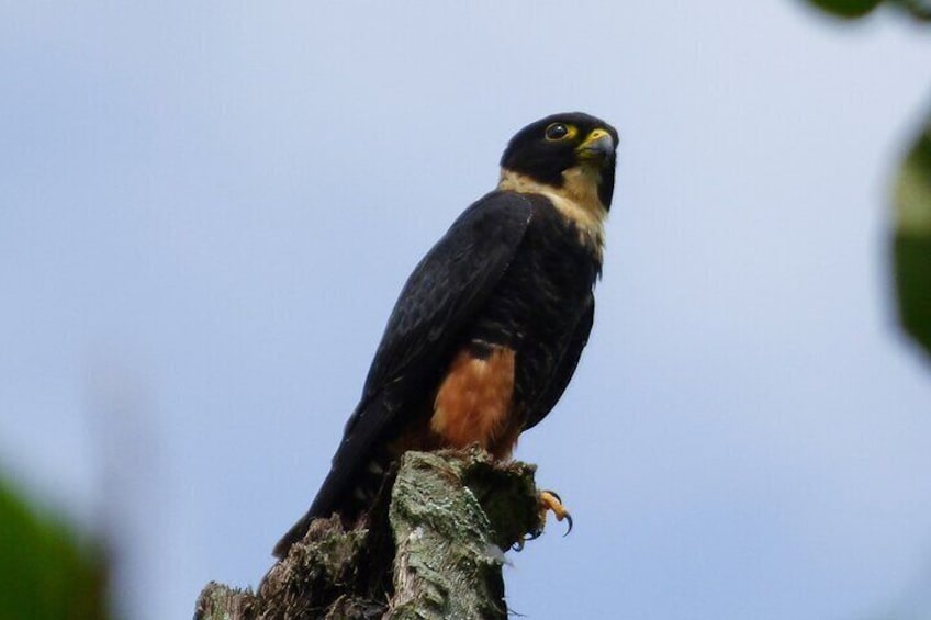 Private Birdwatching Tour from Pereira