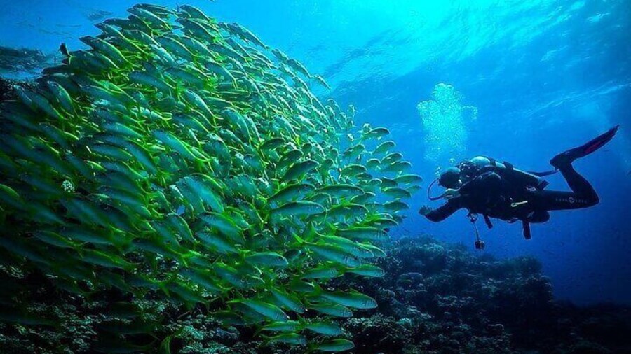 Full-Day Red Sea Cruise with Diving & Lunch In Hurghada