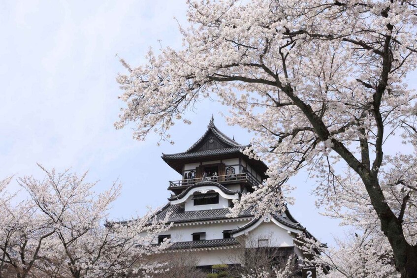 Picture 8 for Activity From Nagoya: Samurai Swords and Japan's Oldest Castle